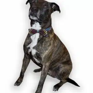 Pet Tartan Bow Tie