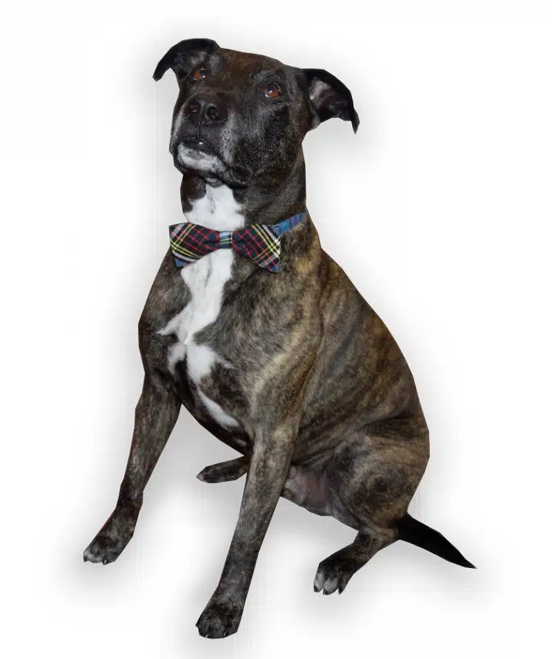Pet Tartan Bow Tie