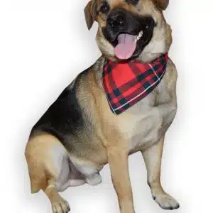 Pet Tartan Bandana