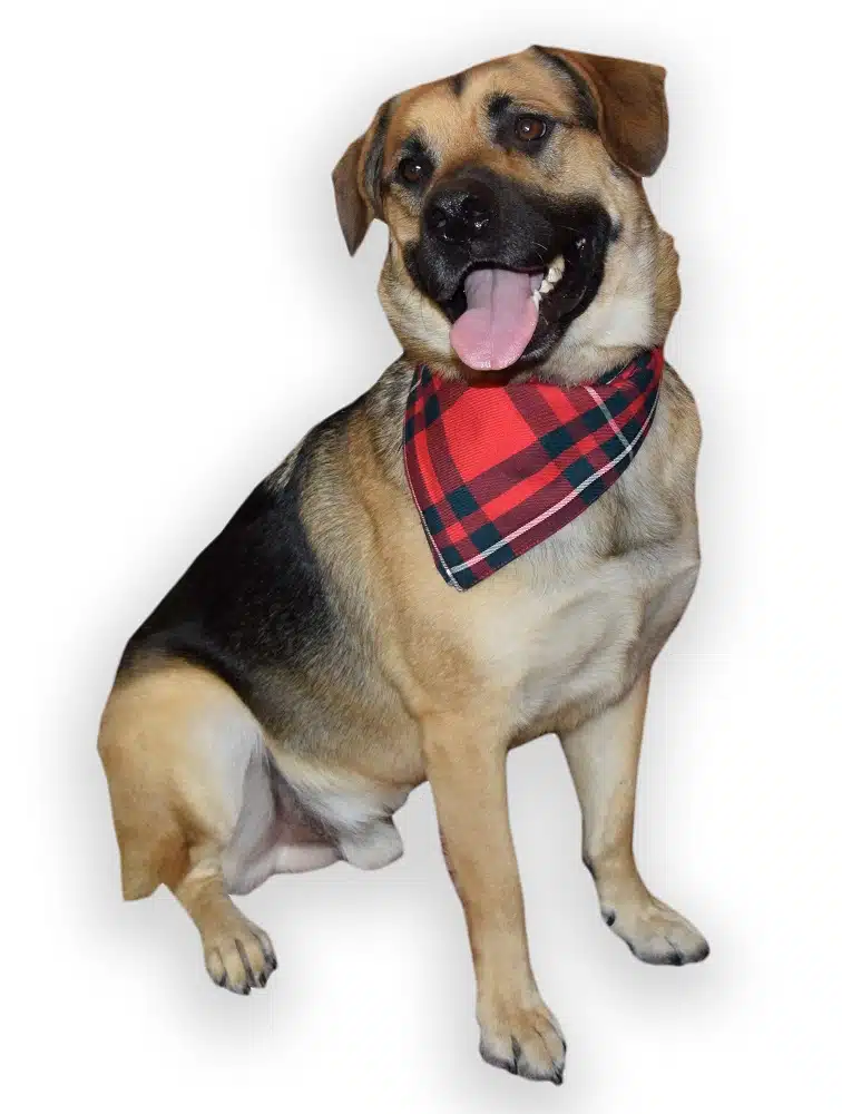 Pet Tartan Bandana Sport Kilt