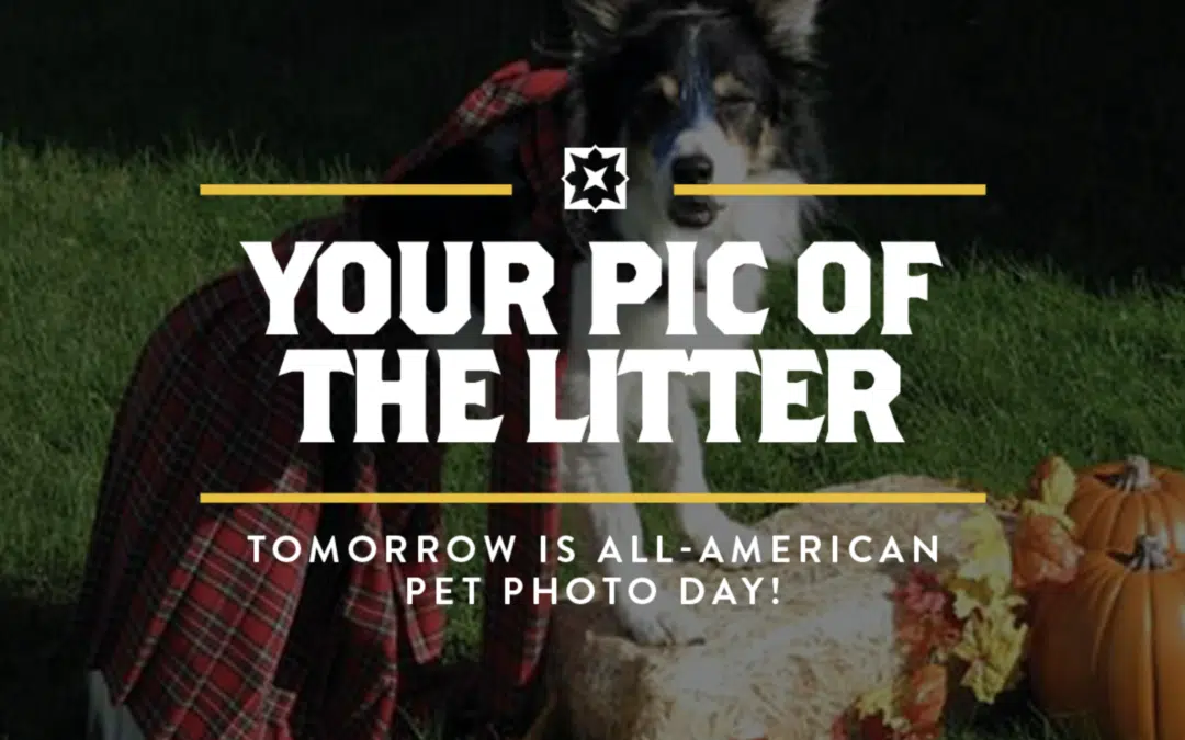 Give Love To Your Pups