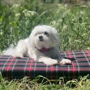 Tartan Pet Bed